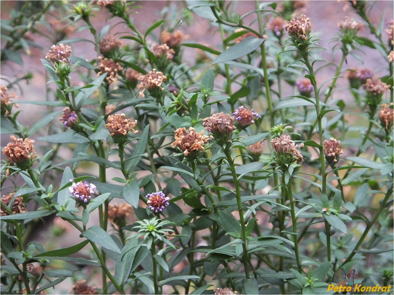 Изображение особи Symphyotrichum novi-belgii.