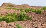 Ligusticum scoticum. Цветущие и плодоносяшие растения. Кольский п-ов, Терский берег Белого моря, щебенистый склон из красного песчаника. 23.07.2018.