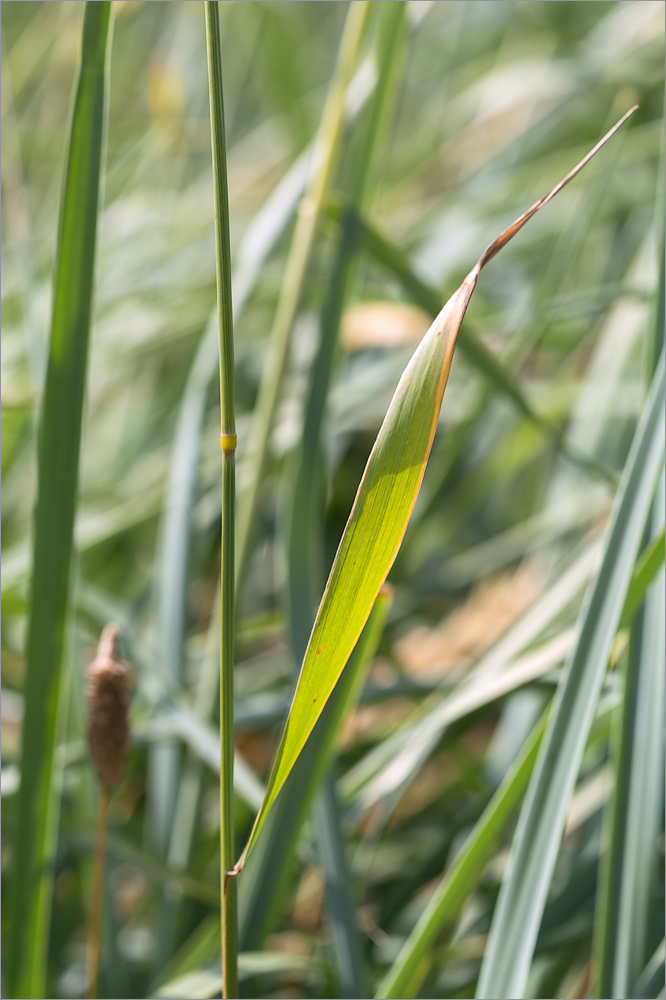 Image of Elytrigia repens specimen.