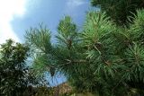 Pinus подвид hamata