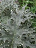 Cirsium cephalotes. Верхушка листа. Кабардино-Балкария, Эльбрусский р-н, долина р. Адылсу, ок. 2700 м н.у.м., у тропы. 23.08.2017.