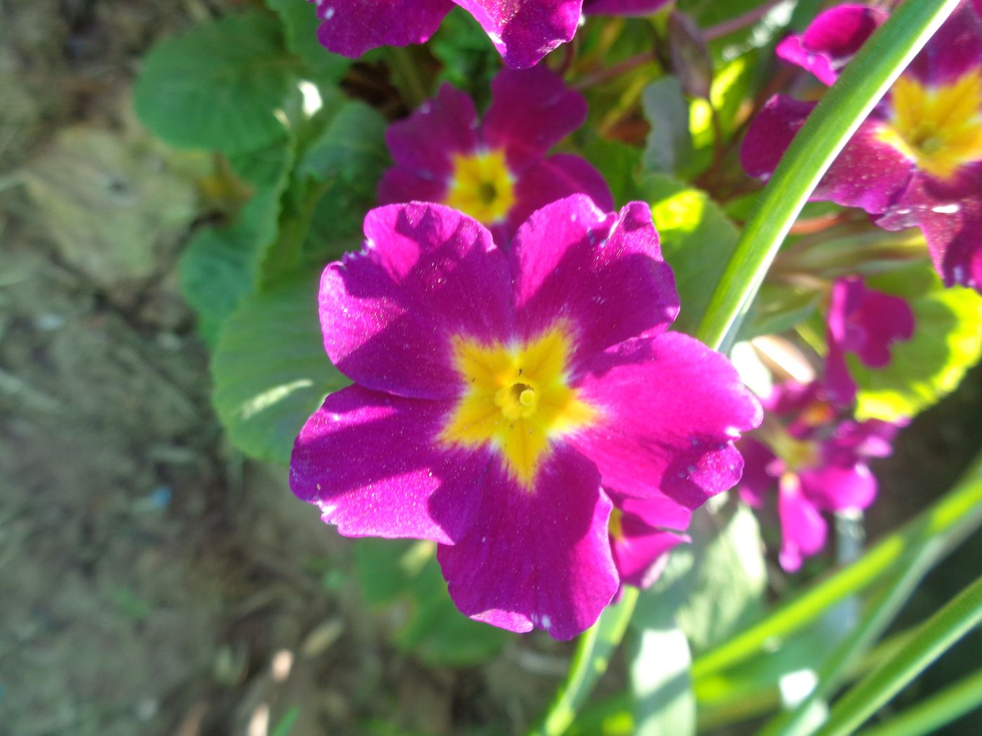 Image of Primula &times; polyantha specimen.