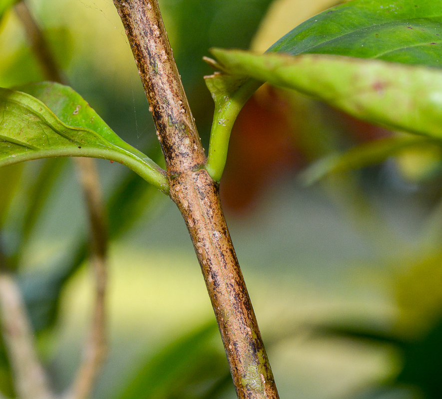 Изображение особи Pseuderanthemum carruthersii.