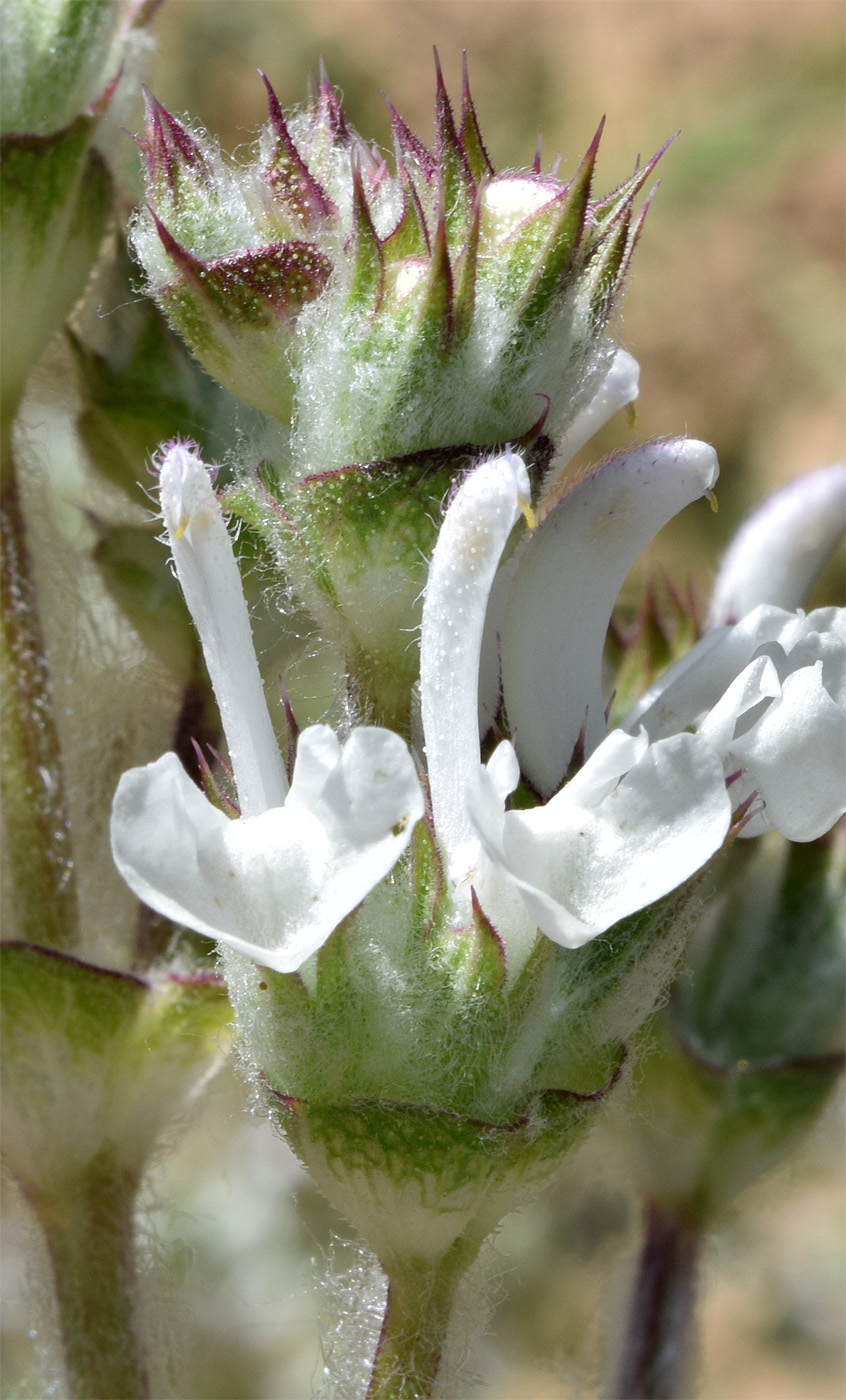 Image of Salvia aethiopis specimen.