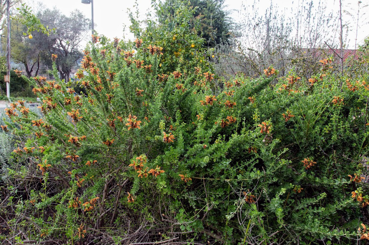 Изображение особи Salvia aurea.