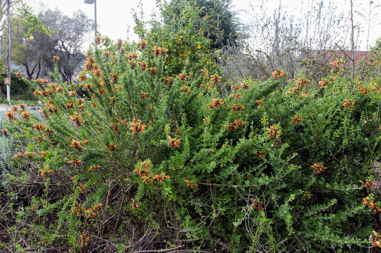 Image of Salvia aurea specimen.