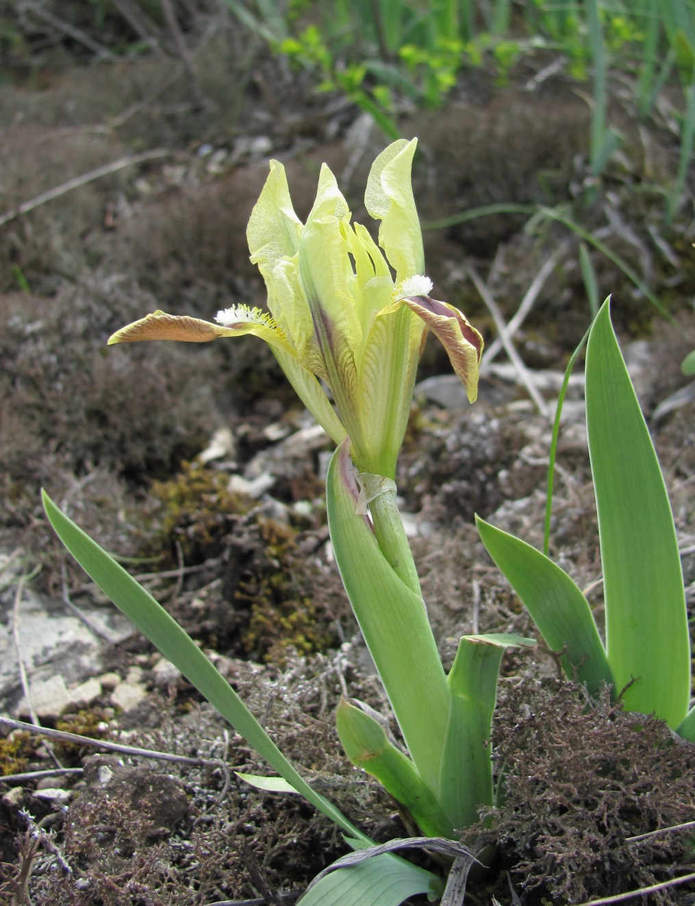 Image of Iris pumila specimen.