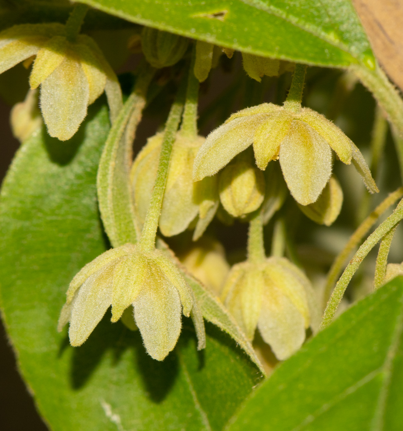 Image of Kiggelaria africana specimen.