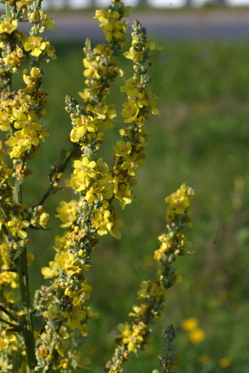 Image of Verbascum lychnitis specimen.