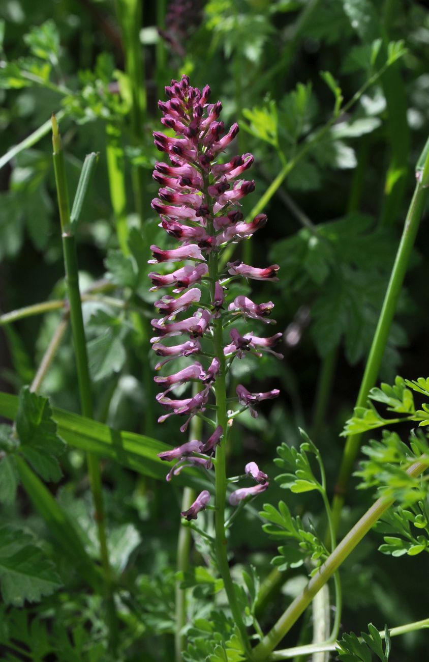 Image of Fumaria officinalis specimen.