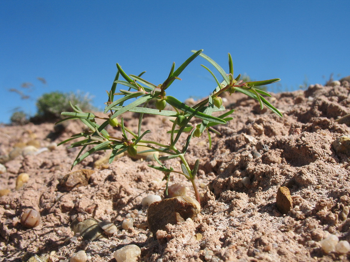 Image of Euphorbia sororia specimen.