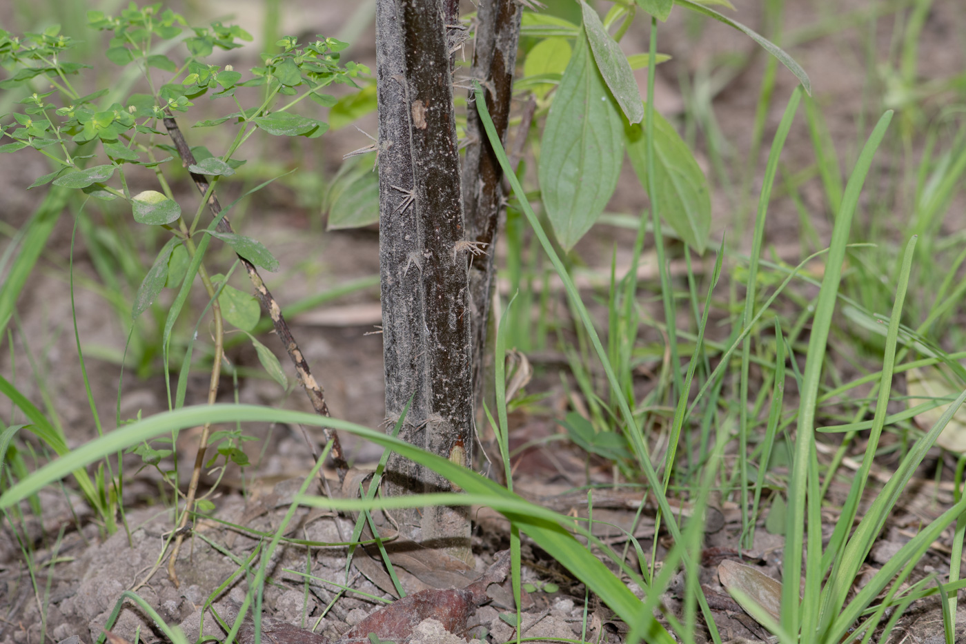 Image of Barnadesia dombeyana specimen.