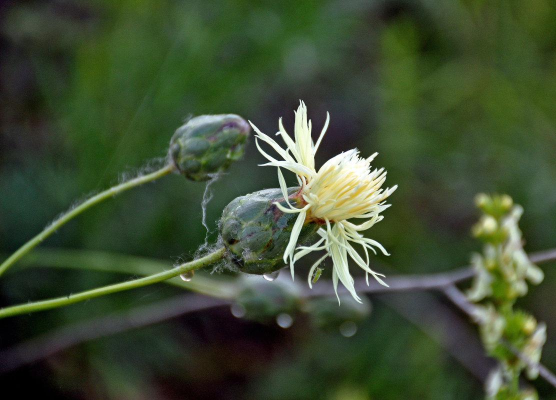 Изображение особи Rhaponticoides ruthenica.