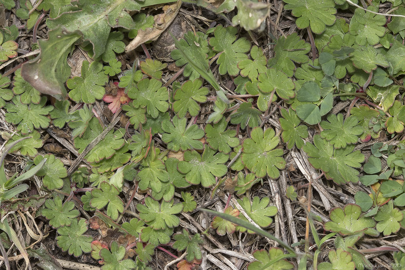 Изображение особи род Geranium.