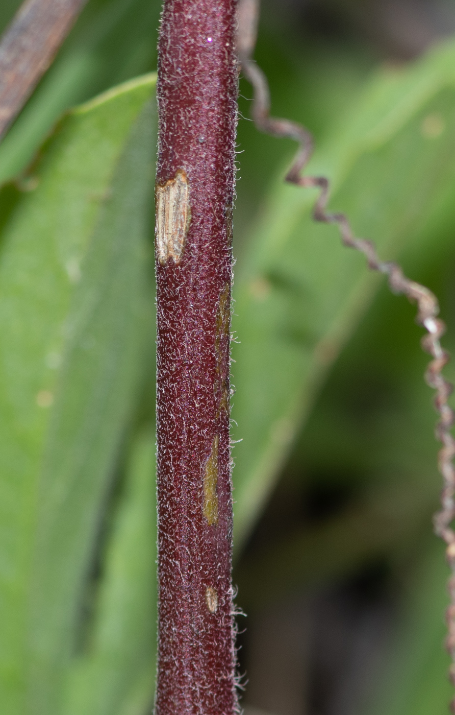 Image of Cyphostemma congestum specimen.