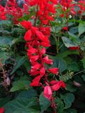 Salvia splendens