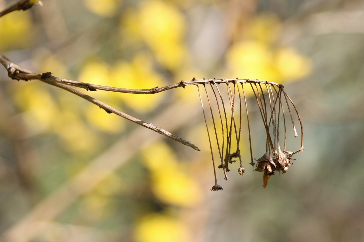 Image of Physocarpus opulifolius specimen.