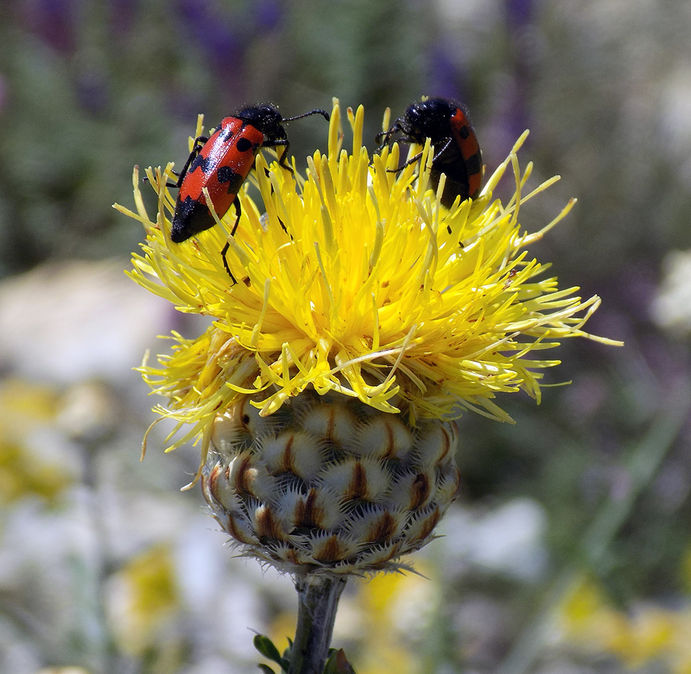 Изображение особи Centaurea orientalis.