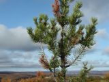 Pinus friesiana. Часть верхушки молодого растения с незрелыми шишками и отмирающими веточками. Мурманск, Горелая сопка, ерниково-вороничная тундра. 21.09.2020.