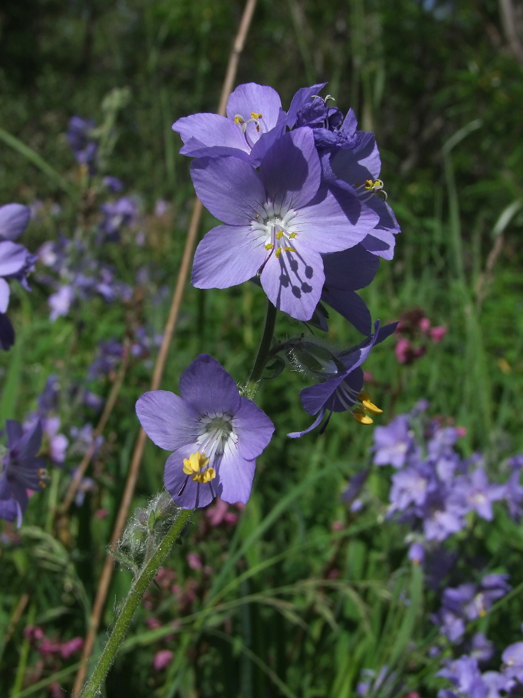 Изображение особи Polemonium acutiflorum.