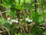 Vaccinium vitis-idaea. Верхушки цветущих растений. Иркутская обл., Иркутский р-н, ур. Падь Еловая, смешанный лес. 09.06.2020.