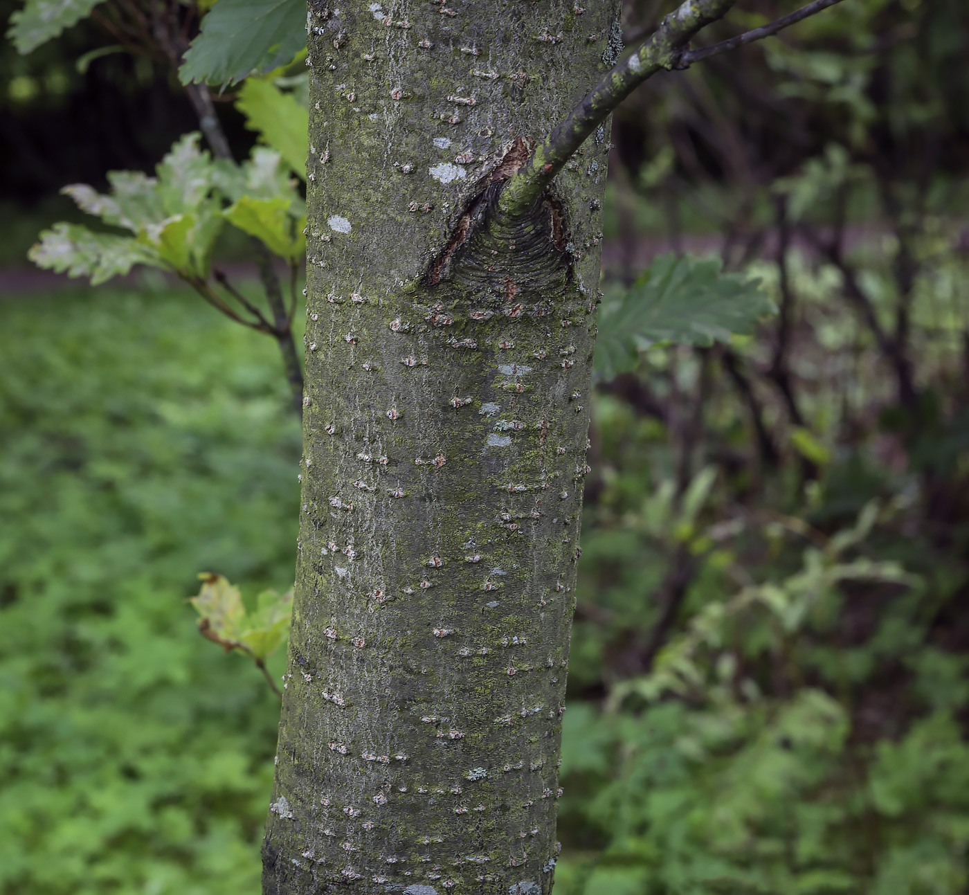 Изображение особи Quercus crispula var. pyramidale.