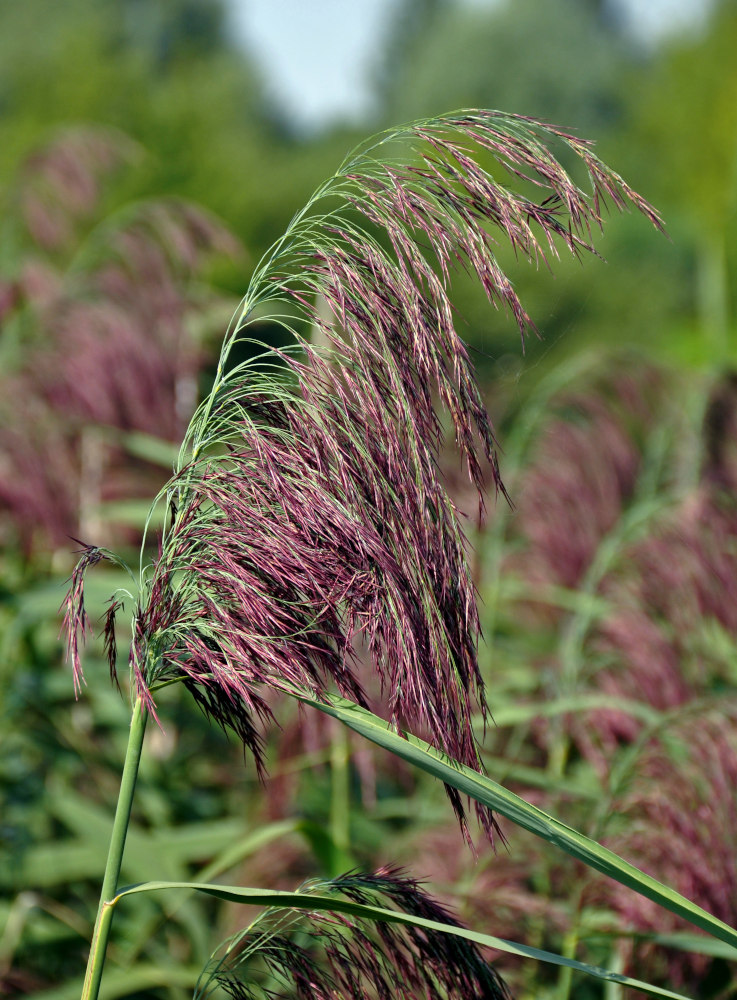 Изображение особи Phragmites australis.