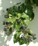 Hedera helix