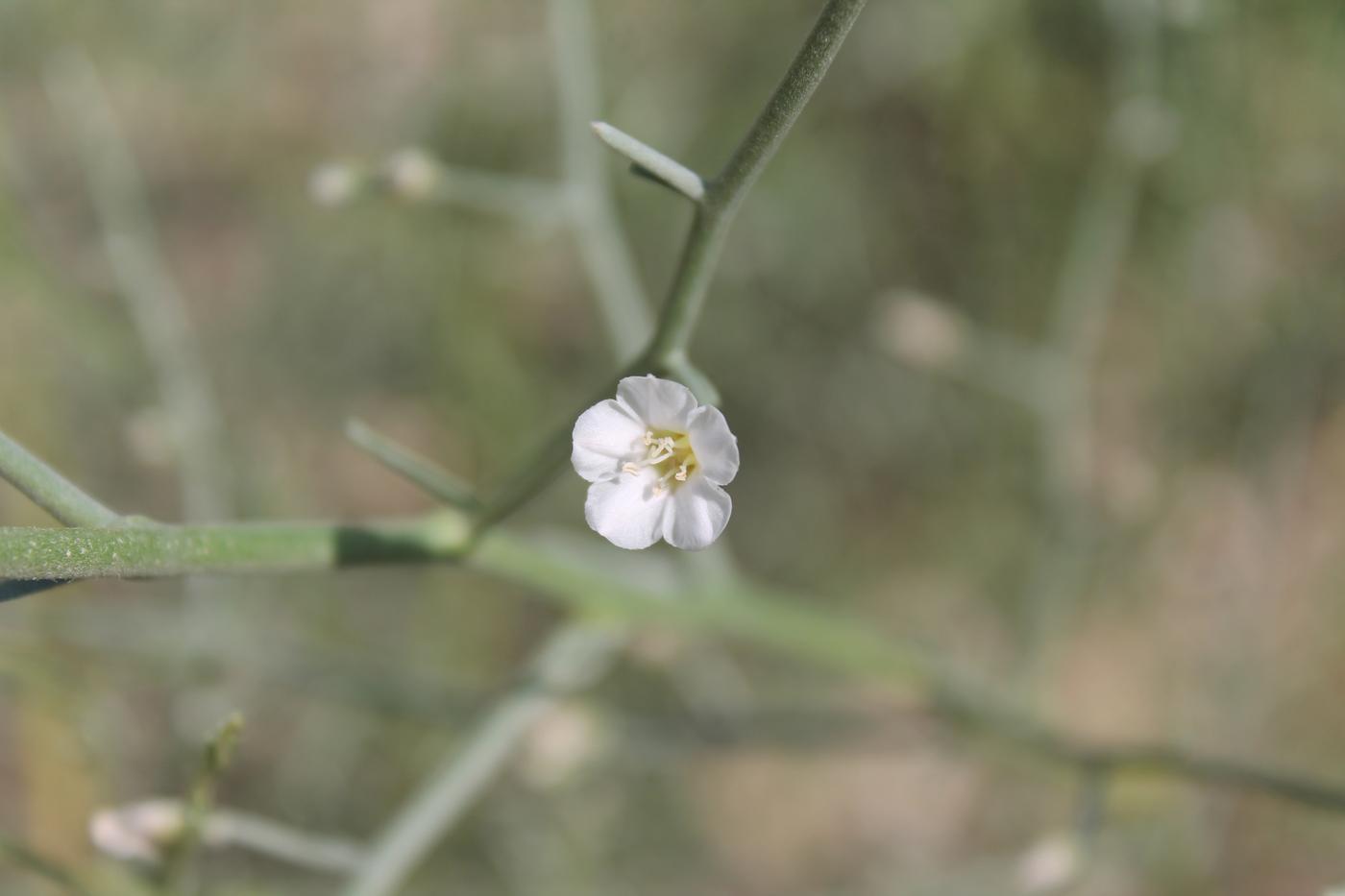 Image of Convolvulus erinaceus specimen.