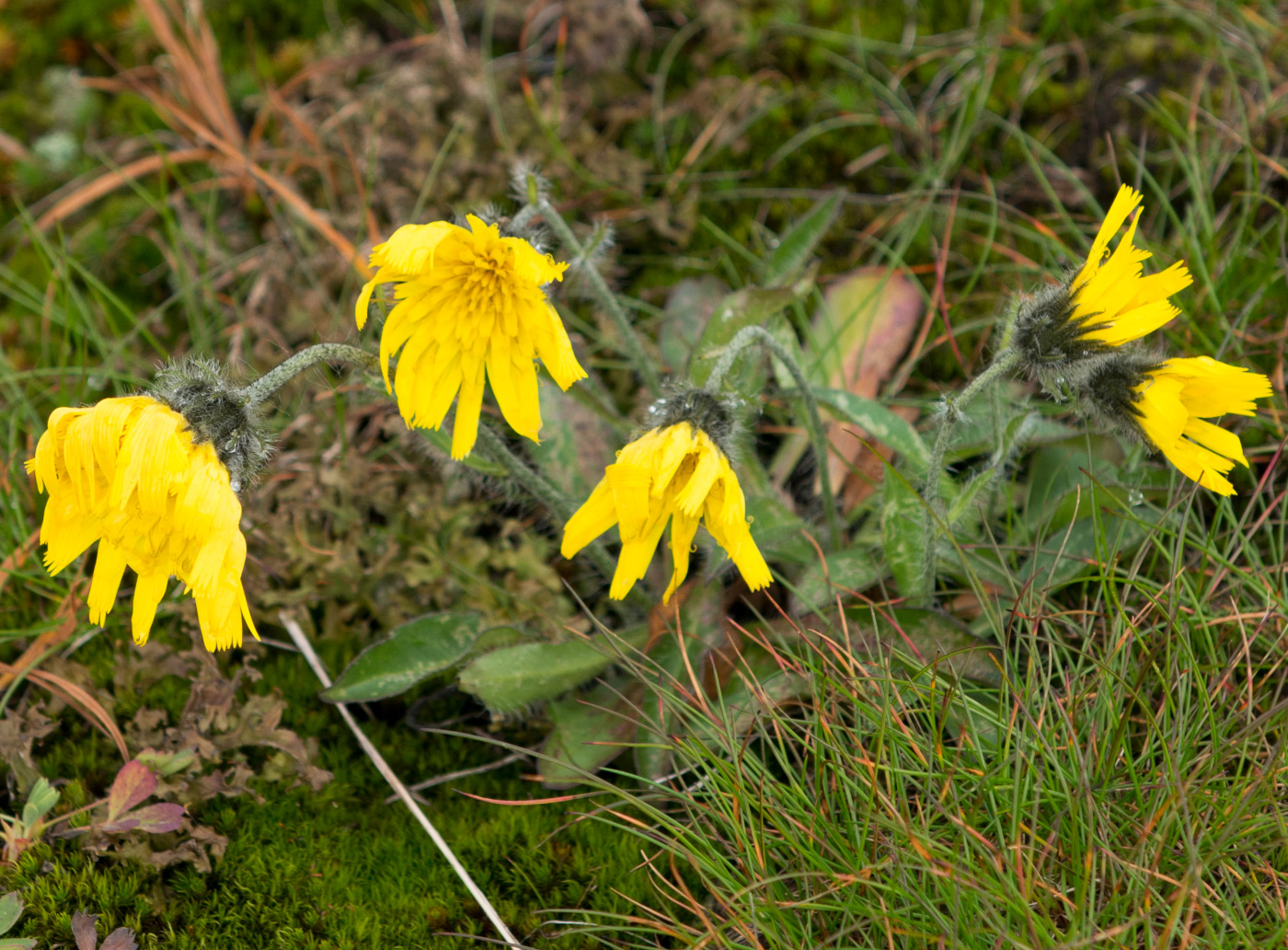 Изображение особи Hieracium alpinum.