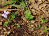 Viola caspia