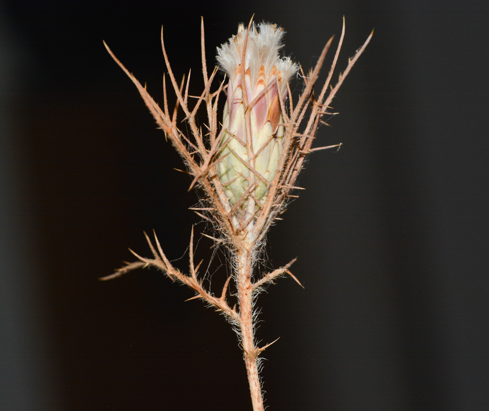 Image of Carlina comosa specimen.