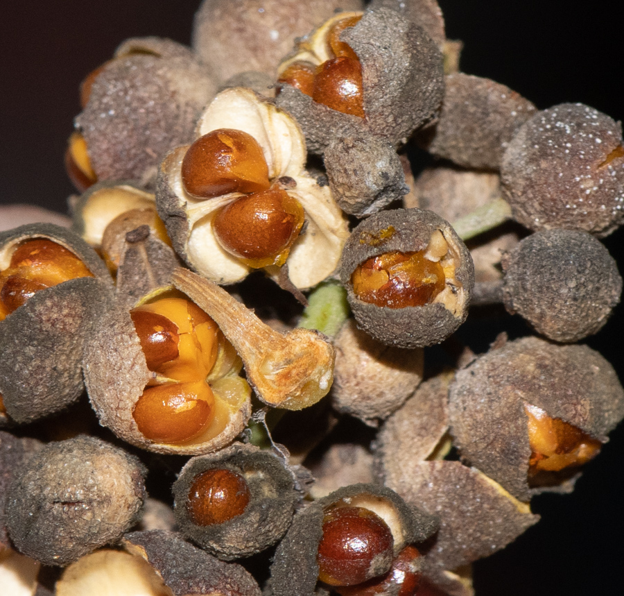 Image of Gymnosporia buxifolia specimen.