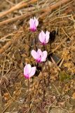 Cyclamen graecum