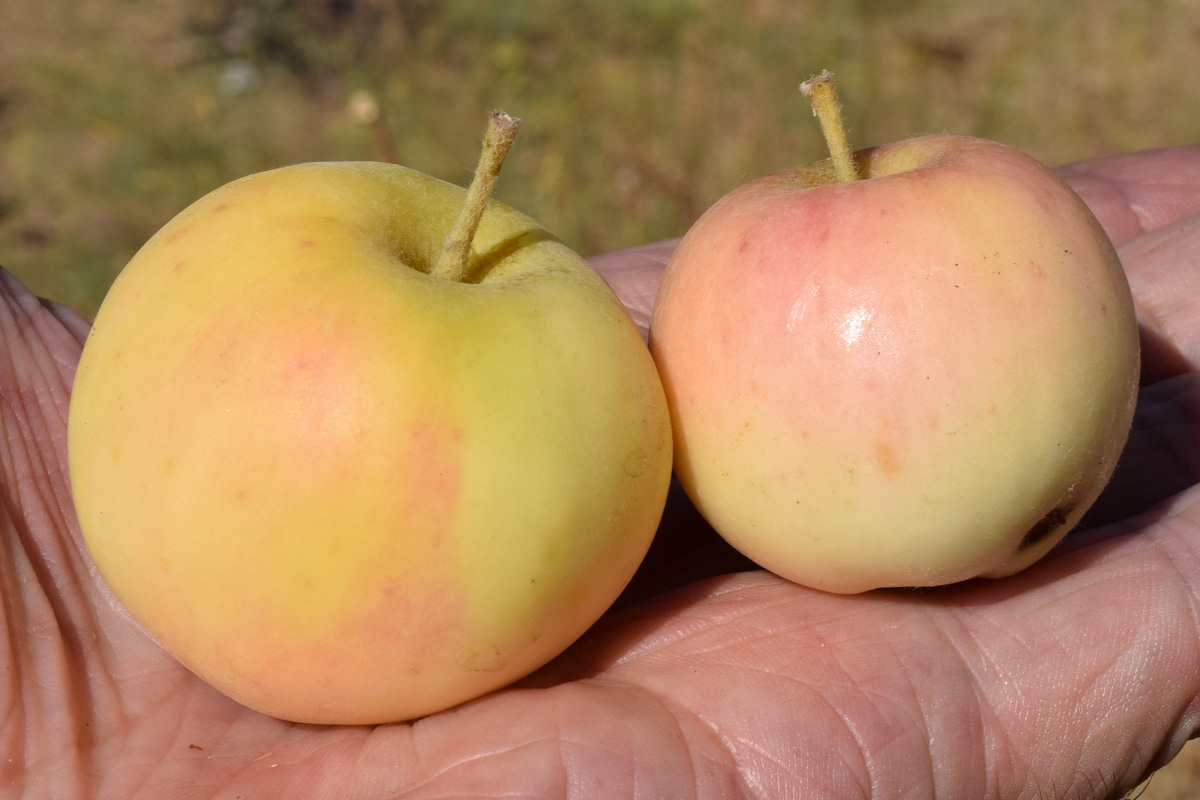 Image of Malus domestica specimen.