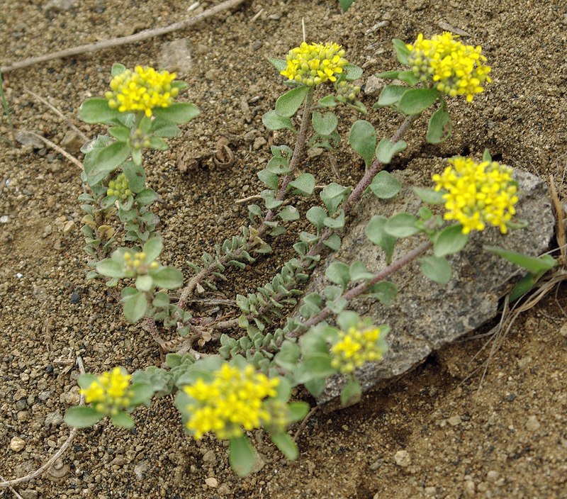 Image of genus Alyssum specimen.