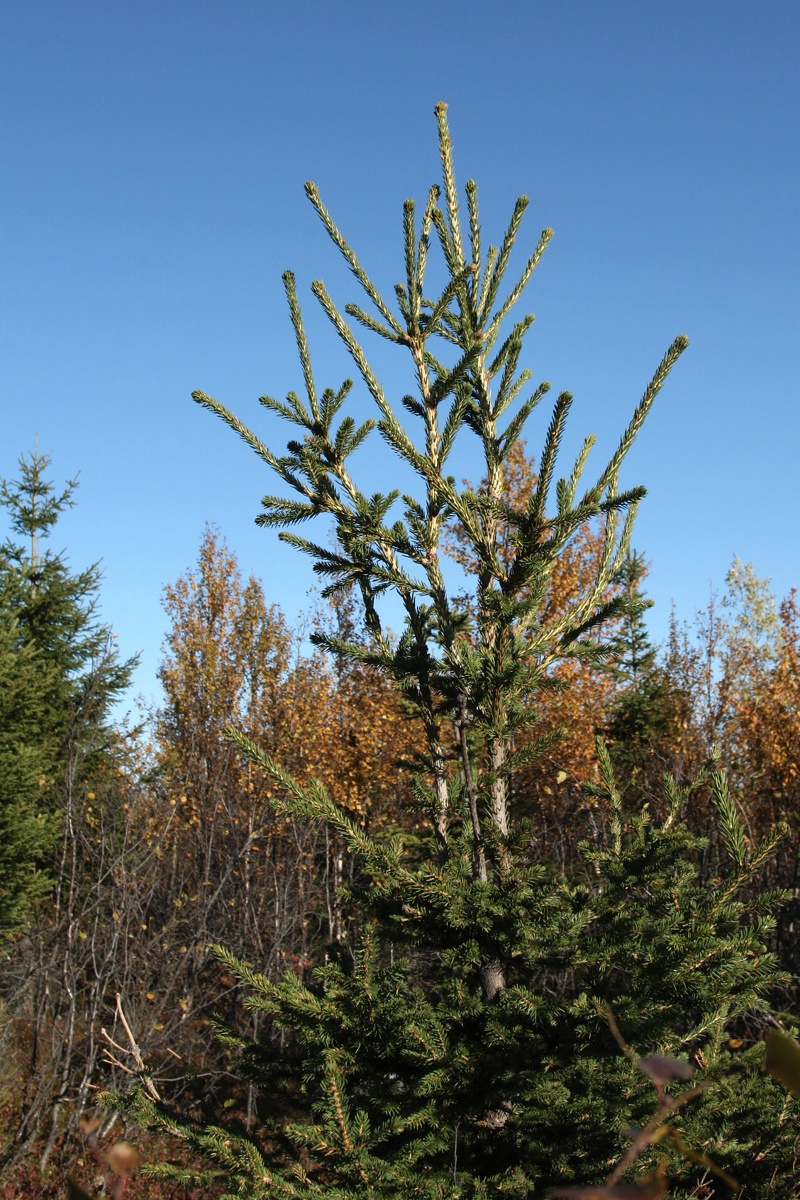 Изображение особи Picea obovata.