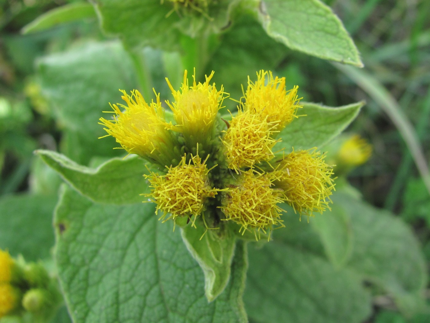 Image of Inula thapsoides specimen.