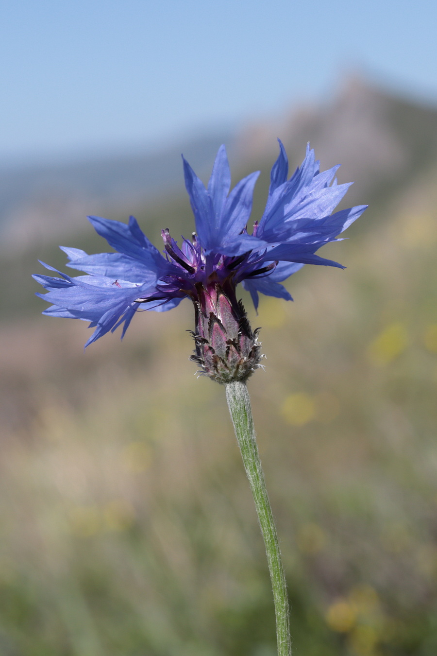 Image of Centaurea cyanus specimen.