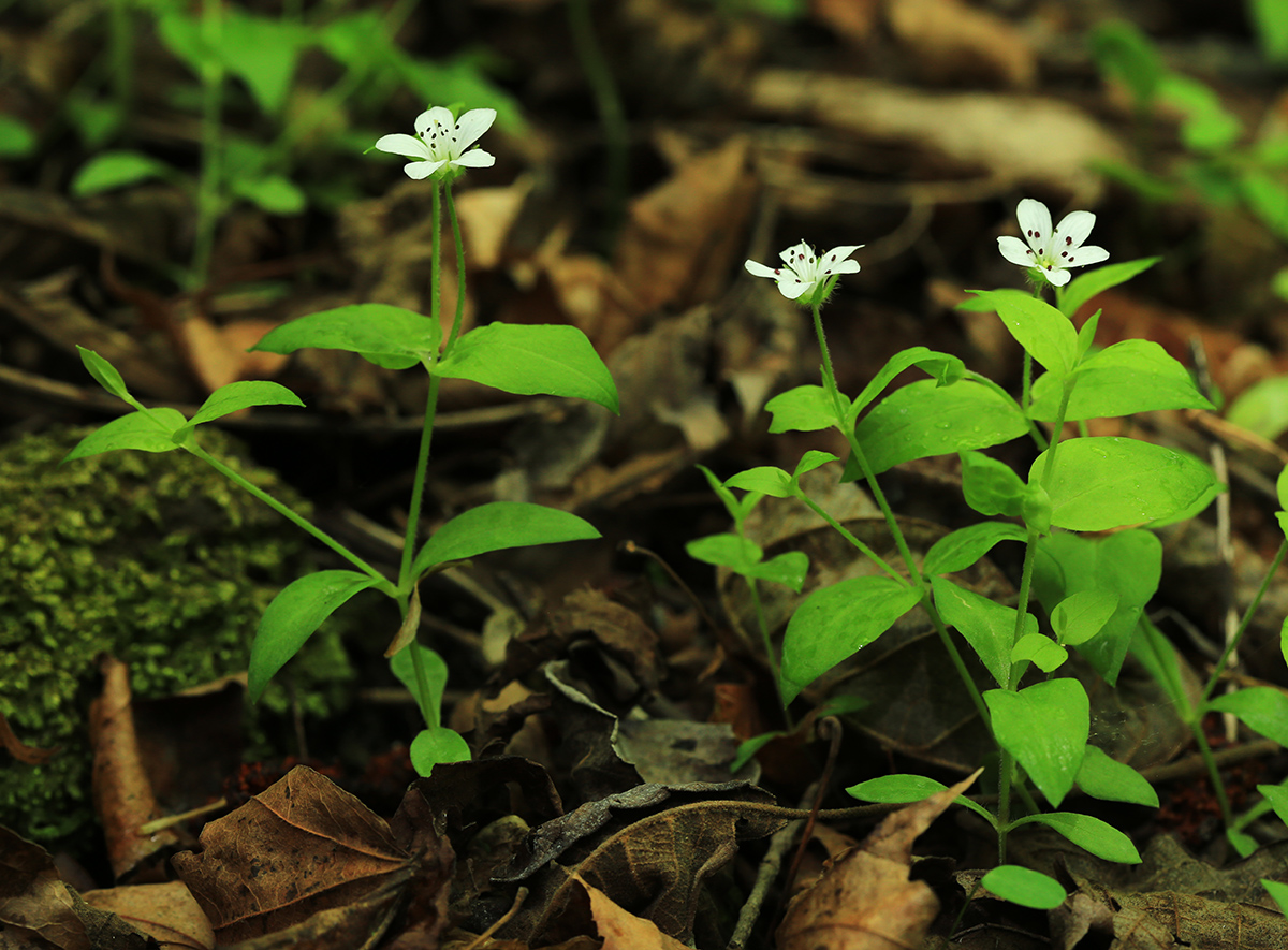 Image of Pseudostellaria davidii specimen.