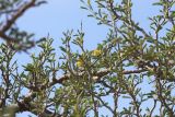 Senna meridionalis. Часть ветви с цветками. Мадагаскар, регион Ациму-Андрефана, заповедник \"Циманампецуца\", колючий лес на карстовом плато. 06.12.2019.