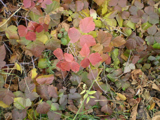 Image of Rubus caesius specimen.