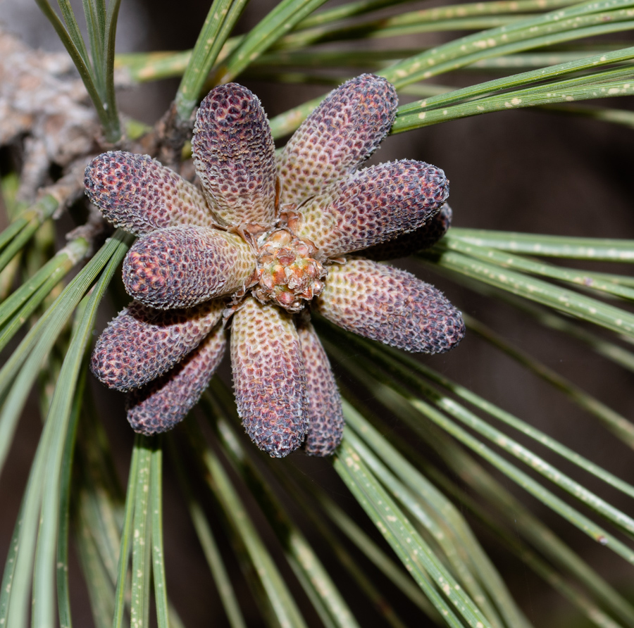 Изображение особи Pinus torreyana.