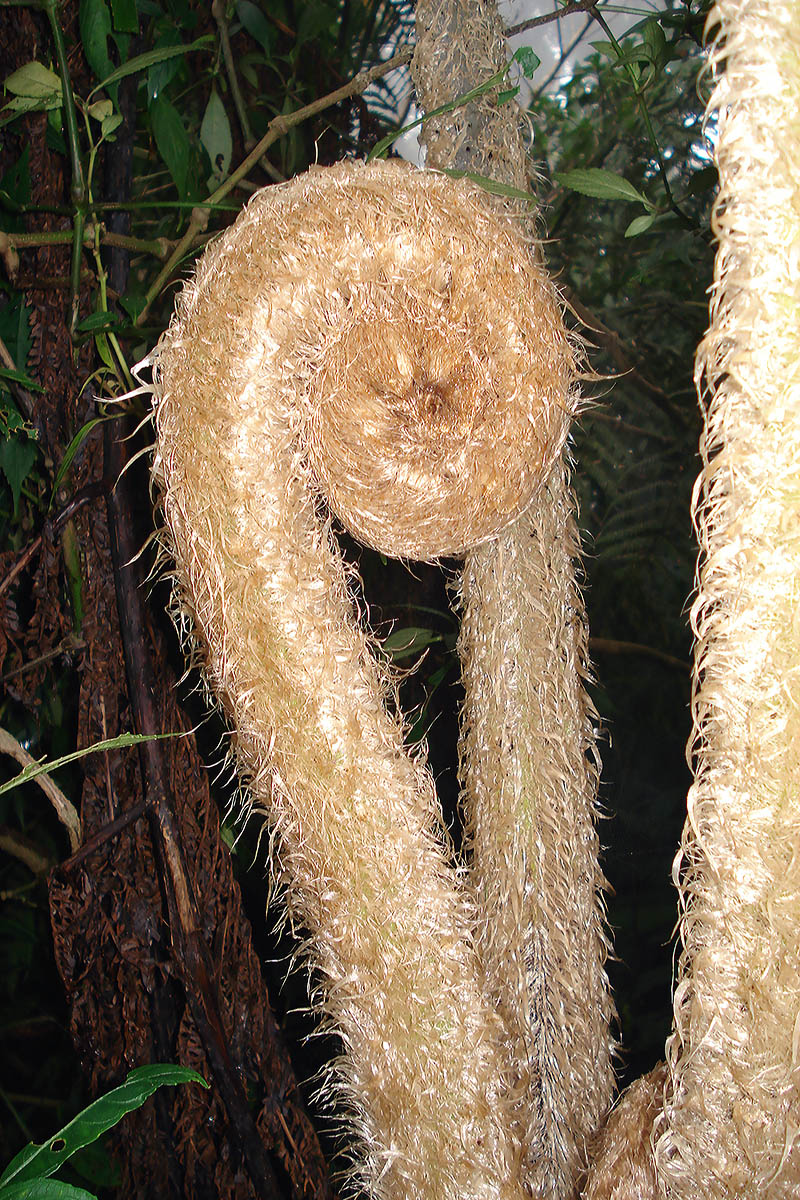 Image of Angiopteris evecta specimen.