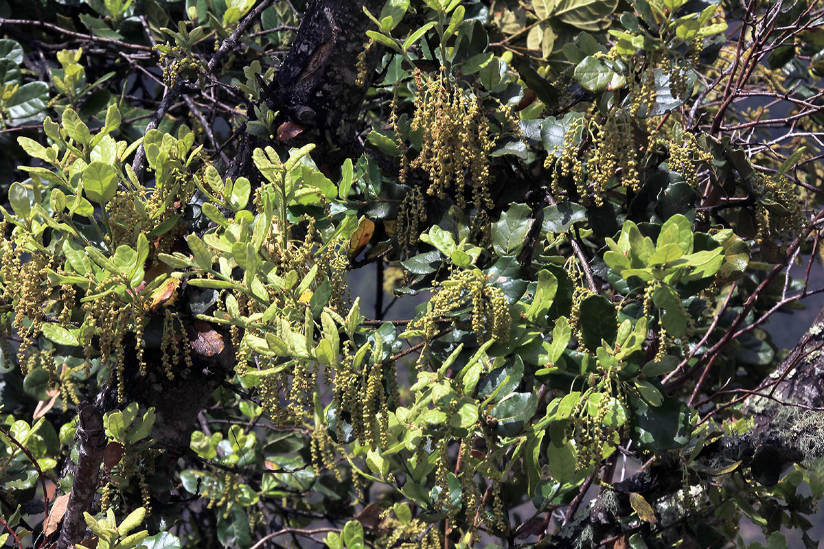 Image of genus Quercus specimen.