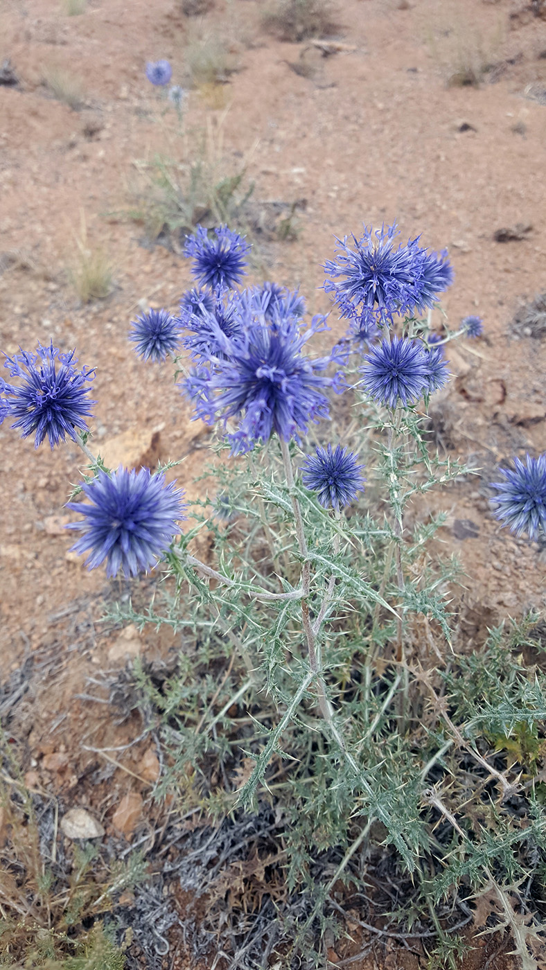 Изображение особи Echinops ritro.