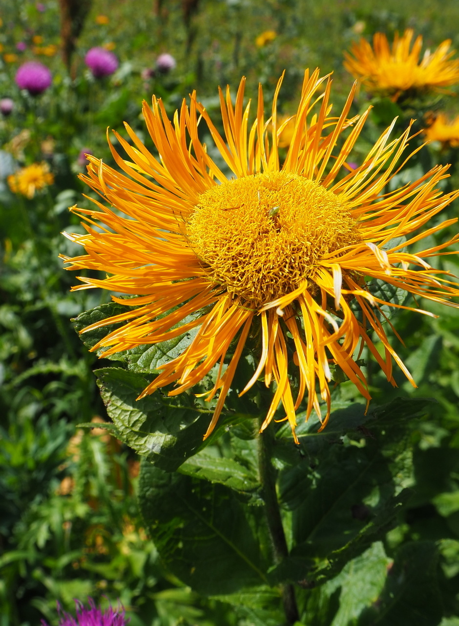 Изображение особи Inula orientalis.