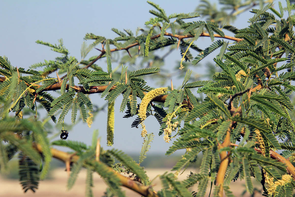 Image of Prosopis pallida specimen.