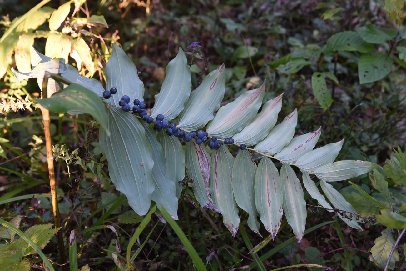 Изображение особи Polygonatum multiflorum.