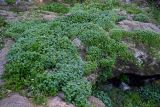 Oxalis pes-caprae. Расцветающие растения. Марокко, обл. Рабат - Сале - Кенитра, г. Рабат, каменистый участок побережья. 07.01.2023.